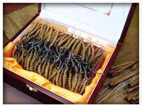 五峰冬虫夏草回收